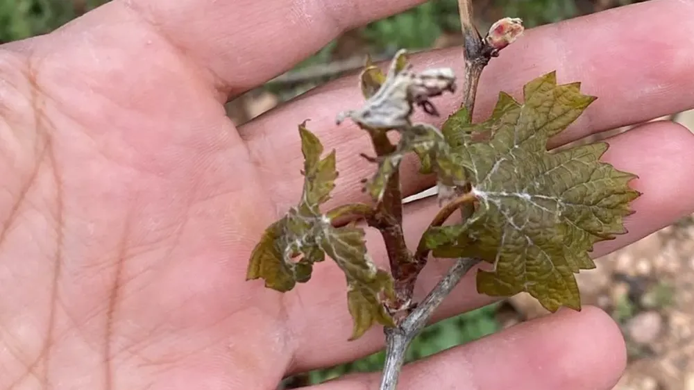 Çiftçilerin cabası yetmedi, don tarım arazilerine büyük zarar verdi