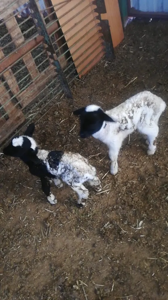 Denizli’nin ilk tüp bebek kuzuları dünyaya geldi