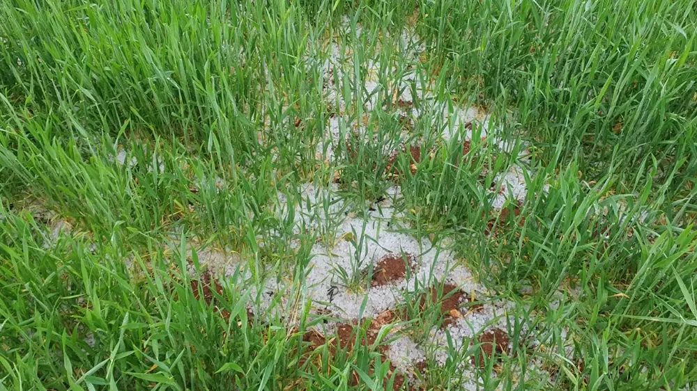 Güneyli çiftçilerin umudu gelecek yıla kaldı