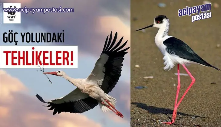 Tüm göçmen
                    kuşların yolu açık olsun!